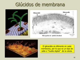16
Glúcidos de membrana
El glicocálix es diferente en cada
membrana, por lo que es un tipo de
sello o “huella digital” de la celula.
 