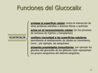 17
Funciones del Glucocalix
protege la superficie celular contra la interacción de
otras proteínas extrañas o lesiones físicas o químicas
actúa en el reconocimiento celular (en los procesos
de rechazos de injertos y transplantes)
GLUCOCALIX confiere viscosidad a las superficies celulares,
permitiendo el deslizamiento de células en movimiento,
como , por ejemplo, las sanguíneas
presenta propiedades inmunitarias, por ejemplo los
glúcidos del glucocálix de los glóbulos rojos representan
los grupos sanguíneos del sistema sanguíneo
 
