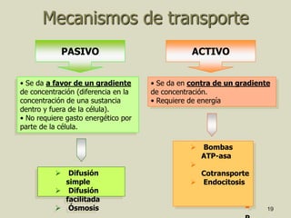 19
Mecanismos de transporte
PASIVO
• Se da a favor de un gradiente
de concentración (diferencia en la
concentración de una sustancia
dentro y fuera de la célula).
• No requiere gasto energético por
parte de la célula.
 Difusión
simple
 Difusión
facilitada
 Ósmosis
ACTIVO
• Se da en contra de un gradiente
de concentración.
• Requiere de energía
 Bombas
ATP-asa

Cotransporte
 Endocitosis
-
 