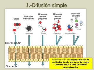 20
Exterior celular
Citoplasma
Se define como el desplazamiento de
partículas desde una zona de mayor
concentración a otra de menor
concentración.
1.-Difusión simple
 