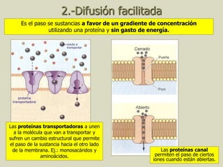 21
2.-Difusión facilitada
Las proteínas transportadoras a unen
a la molécula que van a transportar y
sufren un cambio estructural que permite
el paso de la sustancia hacia el otro lado
de la membrana. Ej.: monosacáridos y
aminoácidos.
Es el paso se sustancias a favor de un gradiente de concentración
utilizando una proteína y sin gasto de energía.
Las proteínas canal
permiten el paso de ciertos
iones cuando están abiertas.
 