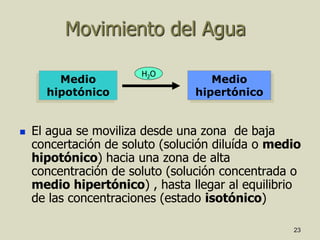 23
Movimiento del Agua
 El agua se moviliza desde una zona de baja
concertación de soluto (solución diluída o medio
hipotónico) hacia una zona de alta
concentración de soluto (solución concentrada o
medio hipertónico) , hasta llegar al equilibrio
de las concentraciones (estado isotónico)
Medio
hipotónico
Medio
hipertónico
H2O
 