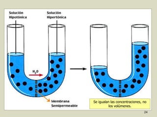 24
Se igualan las concentraciones, no
los volúmenes.
 