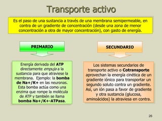 26
Transporte activo
Es el paso de una sustancia a través de una membrana semipermeable, en
contra de un gradiente de concentración (desde una zona de menor
concentración a otra de mayor concentración), con gasto de energía.
PRIMARIO SECUNDARIO
Energía derivada del ATP
directamente empuja a la
sustancia para que atraviese la
membrana. Ejemplo: la bomba
de Na+/K+ en las neuronas.
Esta bomba actúa como una
enzima que rompe la molécula
de ATP y también se llama
bomba Na+/K+-ATPasa.
Los sistemas secundarios de
transporte activo o Cotransporte
aprovechan la energía cinética de un
gradiente iónico para transportar un
segundo soluto contra un gradiente.
Así, un ión pasa a favor de gradiente
y otra sustancia (glucosa,
aminoácidos) la atraviesa en contra.
 