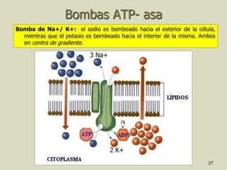 27
Bombas ATP- asa
Bomba de Na+/ K+: el sodio es bombeado hacia el exterior de la célula,
mientras que el potasio es bombeado hacia el interior de la misma. Ambos
en contra de gradiente.
 