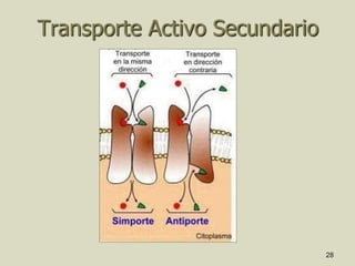 28
Transporte Activo Secundario
 