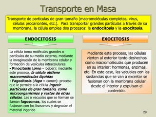 29
Transporte en Masa
Transporte de partículas de gran tamaño (macromoléculas completas, virus,
células procariontes, etc.). Para transportar grandes partículas a través de su
membrana, la célula emplea dos procesos: la endocitosis y la exocitosis.
ENDOCITOSIS EXOCITOSIS
La célula toma moléculas grandes o
partículas de su medio externo, mediante
la invaginación de la membrana celular y
formación de vesículas intracelulares.
- Pinocitosis (pino = beber): mediante
este proceso, la célula obtiene
macromoléculas líquidas
- Fagocitosis (fago = comer): proceso
que le permite a la célula ingerir
partículas de gran tamaño, como
microorganismos y restos de otras
células. Las o vacuolas que se forman se
llaman fagosomas, los cuales se
fusionan con los lisosomas y degradan el
material ingerido
Mediante este proceso, las células
vierten al exterior tanto deshechos
como macromoléculas que producen
en su interior: hormonas, enzimas,
etc. En este caso, las vacuolas con las
sustancias que se van a excretar se
fusionan con la membrana celular
desde el interior y expulsan el
contenido.
 