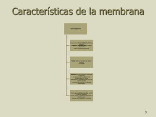 3
Características de la membrana
CARACTERÍSTICAS
Compuesta por bicapa lipídica (fosfolípidos y
colesterol),
proteínas y oligosacáridos en distintas
proporciones
según las diversas membranas
Fluida: debido al movimiento de lípidos y
proteínas
en la bicapa
Asimétrica: las dos monocapas de la bicapa
son diferentes.
La externa contiene principalmente
fosfatidilcolina, y la interna
fosfatidilserina y fosfatidiletanolamina. A esta
asimetría también
contribuyen las proteínas y los glúcidos
(oligosacáridos).
Presenta permeabilidad selectiva: controla
el paso de sustancias
a través de ella. La selectividad depende de la
naturaleza de las
moléculas que atraviesan la membrana.
 