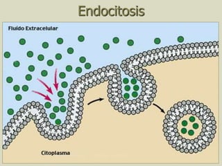 30
Endocitosis
 
