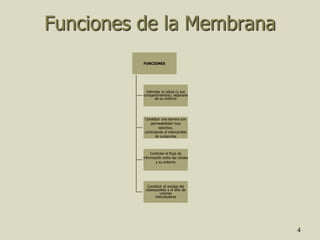 4
Funciones de la Membrana
FUNCIONES
Delimitar la célula (y sus
compartimientos); separarla
de su entorno
Constituir una barrera con
permeabilidad muy
selectiva,
controlando el intercambio
de sustancias
Controlar el flujo de
información entre las células
y su entorno
Constituir el anclaje del
citoesqueleto y el sitio de
uniones
intercelulares
 