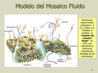 5
Modelo del Mosaico Fluido
Numerosos
experimentos
condujeron a
S.J. Singer y G.
Nicolson a
postular el
“modelo del
mosaico
fluido” en
1972, que
representa la
estructura
actualmente
aceptada de las
membranas.
 