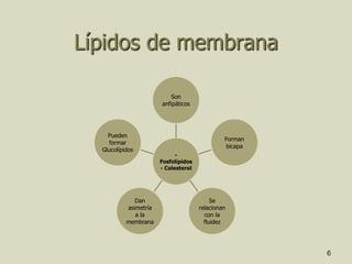 6
Lípidos de membrana
-
Fosfolípidos
- Colesterol
Son
anfipáticos
Forman
bicapa
Se
relacionan
con la
fluidez
Dan
asimetría
a la
membrana
Pueden
formar
Glucolípidos
 