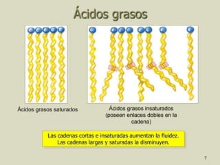 7
Ácidos grasos saturados Ácidos grasos insaturados
(poseen enlaces dobles en la
cadena)
Ácidos grasos
Las cadenas cortas e insaturadas aumentan la fluidez.
Las cadenas largas y saturadas la disminuyen.
 