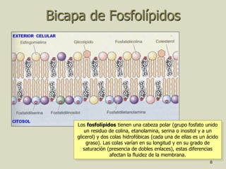 8
Bicapa de Fosfolípidos
Los fosfolípidos tienen una cabeza polar (grupo fosfato unido
un residuo de colina, etanolamina, serina o inositol y a un
glicerol) y dos colas hidrofóbicas (cada una de ellas es un ácido
graso). Las colas varían en su longitud y en su grado de
saturación (presencia de dobles enlaces), estas diferencias
afectan la fluidez de la membrana.
 