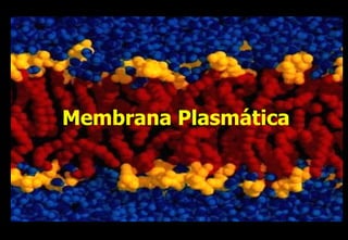 Membrana Plasmática 