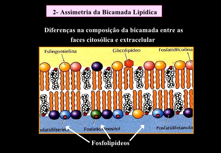 A Fluidez Da Membrana Celular é Caracterizada