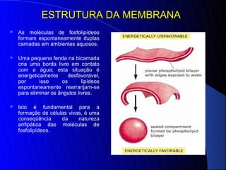 ESTRUTURA DA MEMBRANA
   As moléculas de fosfolipídeos
    formam espontaneamente duplas
    camadas em ambientes aquosos.

   Uma pequena fenda na bicamada
    cria uma borda livre em contato
    com a água; esta situação é
    energeticamente     desfavorável,
    por      isso     os       lipídeos
    espontaneamente rearranjam-se
    para eliminar os ângulos livres.

   Isto é fundamental para a
    formação de células vivas, é uma
    conseqüência     da     natureza
    anfipática das moléculas de
    fosfolipídeos.
 