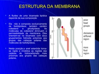 ESTRUTURA DA MEMBRANA
   A fluidez de uma bicamada lipídica
    depende da sua composição

   Ela não é composta exclusivamente
    de fosfolipídeos; também contém
    colesterol   e     glicolipídeos. As
    moléculas de colesterol diminuem a
    permeabilidade da membrana. Eles
    orientam-se na bicamada com seus
    grupamentos hidroxila próximos aos
    grupos das cabeças polares das
    moléculas de fosfolipídeos.

   Nesta posição,o anel esteróide torna-
    se rígido e imobiliza as regiões das
    cadeias de hidrocarboneto mais
    próximas aos grupos das cabeças
    polares.
 