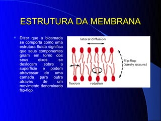 ESTRUTURA DA MEMBRANA
   Dizer que a bicamada
    se comporta como uma
    estrutura fluída significa
    que seus componentes
    giram em torno dos
    seus       eixos,       se
    deslocam       sobre     a
    superfície e podem
    atravessar     de uma
    camada para outra
    através       de       um
    movimento denominado
    flip-flop
 