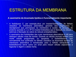 ESTRUTURA DA MEMBRANA
 A assimetria da bicamada lipídica é funcionalmente importante

 A fosfolipase C, por exemplo,cliva um inositol-fosfolipídeo do folheto
  citosólico da membrana plasmática, gerando dois fragmentos: o
  diacilglicerol que permanece na membrana e auxilia na ativação da
  proteína quinase C, e o IP-3( inositol trisfosfato) que é liberado no citosol e
  estimula a liberação do cálcio do reticulo endoplasmático.
 A assimetria dos fosfolipídes das suas membranas plasmáticas é útil para
  distinguir células vivas de mortas. Quando as células animais sofrem uma
  morte celular programada, ou apoptose, a fosfatidilserina, que
  normalmente fica confinada no folheto citosólico na bicamada lipídica da
  membrana plasmática é translocada para o folheto extracelular. A
  fosfatidilserina serve como um sinal para induzir células adjacentes a
  fagocitar e digerir a célula morta.
 