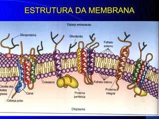 ESTRUTURA DA MEMBRANA
 