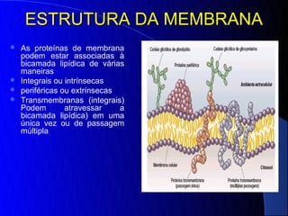ESTRUTURA DA MEMBRANA
 As proteínas de membrana
  podem estar associadas à
  bicamada lipídica de várias
  maneiras
 Integrais ou intrínsecas
 periféricas ou extrínsecas
 Transmembranas (integrais)
  Podem        atravessar    a
  bicamada lipídica) em uma
  única vez ou de passagem
  múltipla
 
