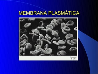 MEMBRANA PLASMÁTICA
 