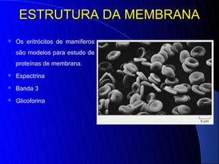ESTRUTURA DA MEMBRANA
   Os eritrócitos de mamíferos
    são modelos para estudo de
    proteínas de membrana.
   Espectrina
   Banda 3
   Glicoforina
 