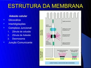 ESTRUTURA DA MEMBRANA
     Adesão celular
   Glicocálice
   Interldigitações
   Complexo Juncional:
    1.   Zônula de oclusão
    2.   Zônula de Adesão
    3.   Desmosoma
   Junção Comunicante
 