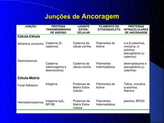 Junções de Ancoragem
     JUNÇÃO            PROTEÍNA        LIGANTE        FILAMENTO DO       PROTEÍNAS
                   TRANSMEMBRANA        EXTRA-       CITOESQUELETO    INTRACELULARES
                      DE ADESÃO        CELULAR                         DE ANCORAGEM
Célula-Célula

Adherens Junctions Caderina (E-     Caderina da      Filamentos de    α e β-cateninas,
                   caderina)        célula vizinha   Actina           vinculina, α-
                                                                      actinina,
                                                                      placoglobina (γ-
                                                                      catenina)
Desmossomos
                   Caderina         Caderina da      Filamentos       desmoplaquina e
                   (desmogleína e   célula vizinha   Intermediários   placoglobina (γ-
                   desmocolina)                                       catenina)

Célula-Matriz

Focal Adhesion     Integrina        Proteínas da     Filamentos de    Talina, vinculina,
                                    Matriz Extra-    Actina           α-actinina,
                                    Celular                           filamina


Hemidesmossomos Integrina α6β4,     Proteínas da     Filamentos       plectina, BP230
                BP180               Matriz Extra-    Intermediários
                                    Celular
 