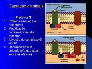 Captação de sinais

          Proteína G
1.   Proteína asociada a
     receptores
2.   Modificação
     conformacional do
     receptor
3.   Ativação do complexo G
     –GDP
4.   Liberação da sub
     unidade alfa que atua
     sobre os efetores
 