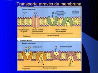 Transporte através da membrana
 