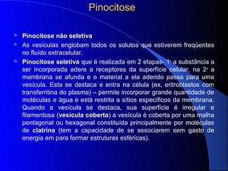 Pinocitose

 Pinocitose não seletiva
 As vesículas englobam todos os solutos que estiverem freqüentes
  no fluído extracelular.
 Pinocitose seletiva que é realizada em 2 etapas- 1a a substância a
  ser incorporada adere a receptores da superfície celular, na 2 a a
  membrana se afunda e o material a ela aderido passa para uma
  vesícula. Esta se destaca e entra na célula (ex, eritroblastos com
  transferritina do plasma) – permite incorporar grande quantidade de
  moléculas e água e está restrita a sítios específicos da membrana.
  Quando a vesícula se destaca, sua superfície é irregular e
  filamentosa (vesícula coberta) a vesícula é coberta por uma malha
  pentagonal ou hexagonal constituída principalmente por moléculas
  de clatrina (tem a capacidade de se associarem sem gasto de
  energia em para formar estruturas esféricas).
 