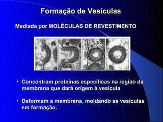 Formação de Vesículas

Mediada por MOLÉCULAS DE REVESTIMENTO




• Concentram proteínas específicas na região da
  membrana que dará origem à vesícula

• Deformam a membrana, moldando as vesículas
  em formação.
 