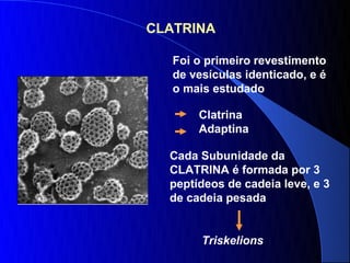 CLATRINA

   Foi o primeiro revestimento
   de vesículas identicado, e é
   o mais estudado

       Clatrina
       Adaptina

  Cada Subunidade da
  CLATRINA é formada por 3
  peptídeos de cadeia leve, e 3
  de cadeia pesada


        Triskelions
 