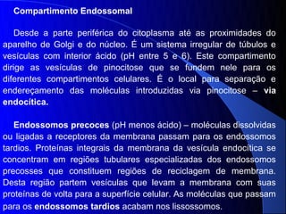 Compartimento Endossomal

    Desde a parte periférica do citoplasma até as proximidades do
aparelho de Golgi e do núcleo. É um sistema irregular de túbulos e
vesículas com interior ácido (pH entre 5 e 6). Este compartimento
dirige as vesículas de pinocitose que se fundem nele para os
diferentes compartimentos celulares. É o local para separação e
endereçamento das moléculas introduzidas via pinocitose – via
endocítica.

   Endossomos precoces (pH menos ácido) – moléculas dissolvidas
ou ligadas a receptores da membrana passam para os endossomos
tardios. Proteínas integrais da membrana da vesícula endocítica se
concentram em regiões tubulares especializadas dos endossomos
precosses que constituem regiões de reciclagem de membrana.
Desta região partem vesículas que levam a membrana com suas
proteínas de volta para a superfície celular. As moléculas que passam
para os endossomos tardios acabam nos lissossomos.
 