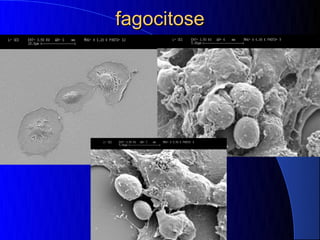 fagocitose
 