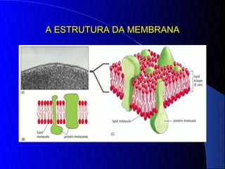 A ESTRUTURA DA MEMBRANA
 