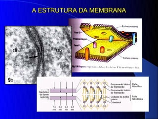 A ESTRUTURA DA MEMBRANA
 