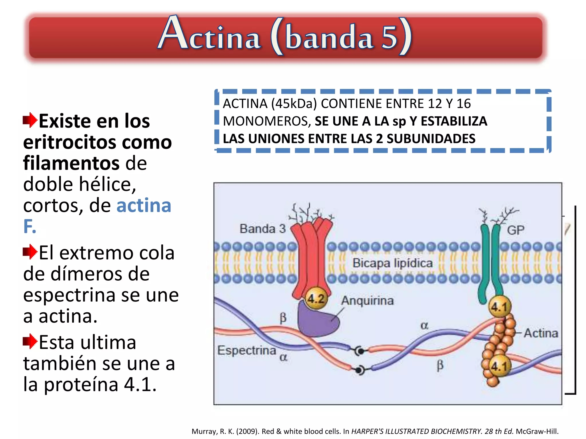 Membrana, metabolismo del eritrocito y grupos sanguineos ABO, RH, Lewis ...