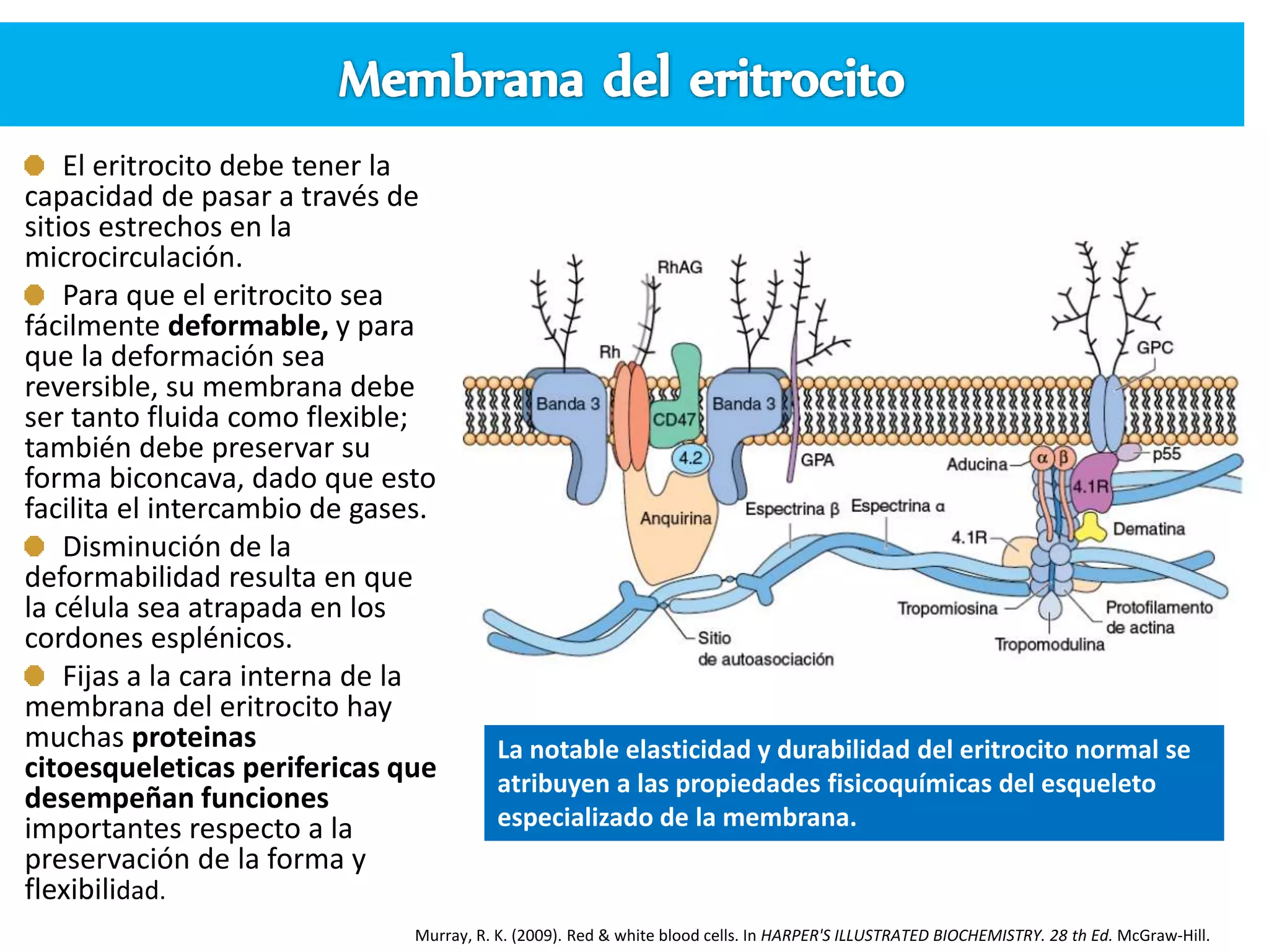 Membrana, metabolismo del eritrocito y grupos sanguineos ABO, RH, Lewis ...