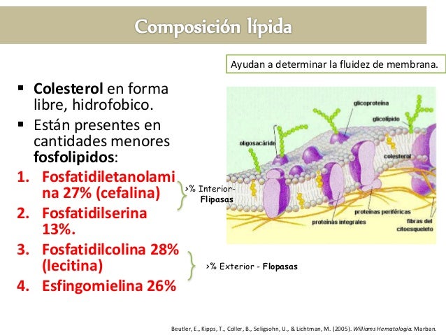 5 maneras de luchar dieta acelerar metabolismo pdf