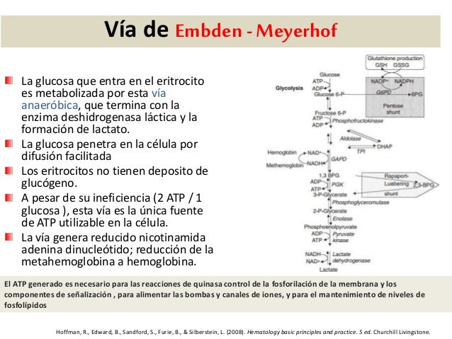 ralentizar metabolismo opciones