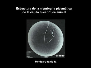 ovocito Estructura de la membrana plasm ática  de la célula eucariótica animal M ónica Giraldo R. 