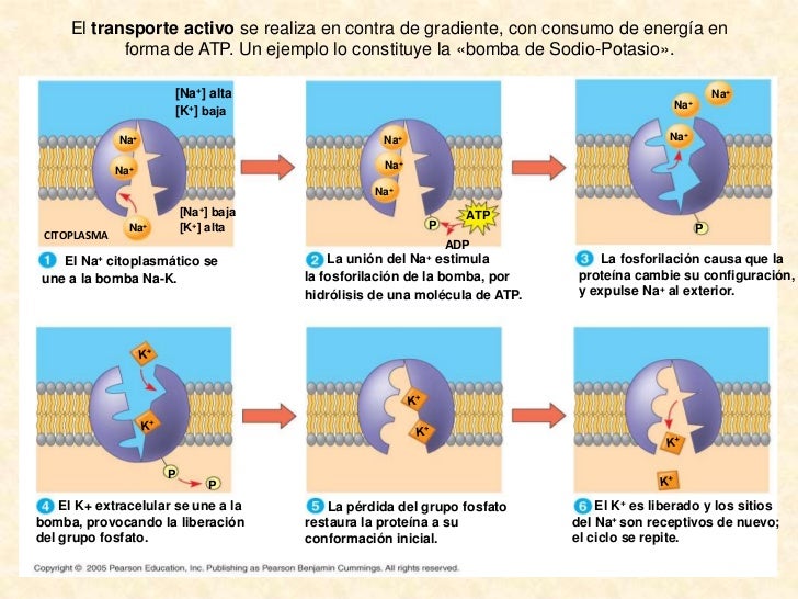 Membrana plasmatica Membrana plasmatica