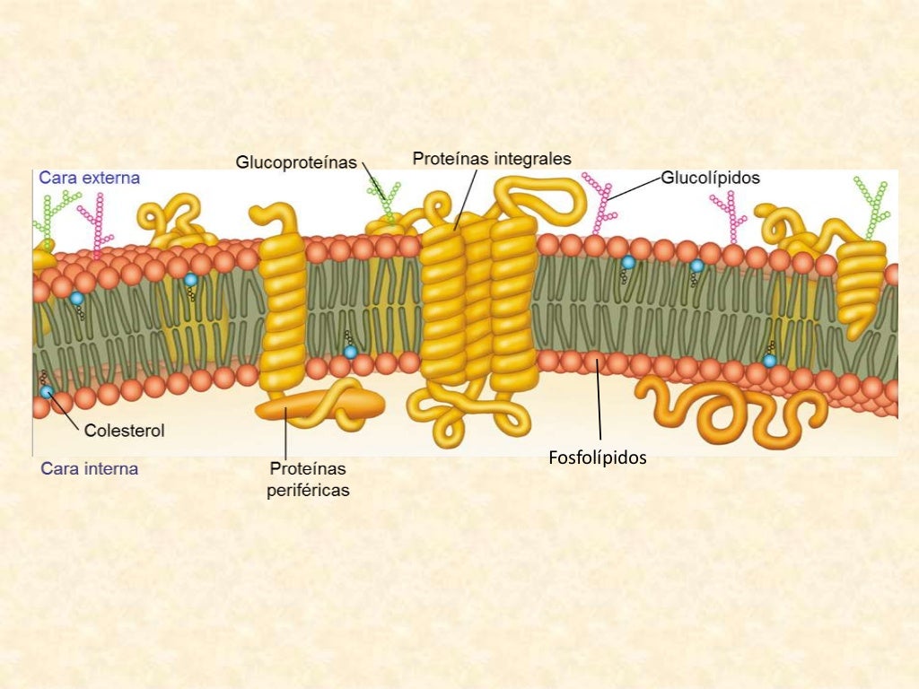 Membrana plasmatica