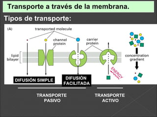 Transporte a través de la membrana. TRANSPORTE  ACTIVO TRANSPORTE  PASIVO DIFUSIÓN SIMPLE DIFUSIÓN  FACILITADA Tipos de transporte: 