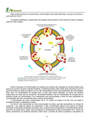 Essa proteína possui um canal interno, onde existem dois locais diferentes: um para os íons Na+ e
outro para os íons K+.

     O modelo simplificado e esquemático da atuação dessa proteína como bomba de sódio e potássio
pode ser visto a seguir.




      Essas mudanças na conformação da molécula de proteína são análogas às transformações ping
pong que ocorrem durante a difusão facilitada. A diferença básica entre esses dois processos é que no
caso da bomba de sódio e potássio os íons são transportados contra seus gradientes de concentração.
Para isso, há necessidade de energia sem a qual não ocorre alteração na forma da proteína
responsável por esse tipo de transporte. Na difusão facilitada, não há necessidade de energia para a
proteína mudar de conformação, e as substâncias são trans-portadas a favor de seus gradientes de
concentração (do mais concentrado para o menos concentrado).
      A manutenção de maior concentração de K+ no interior da célula e de Na+ fora da célula é
fundamental para o metabolismo celular.
      Os íons K+ são importantes em alta concentração na célula, pois são necessários na síntese de
proteínas e em algumas etapas da respiração. A alta concentração desses íons dentro da célula,
entretanto, pode trazer problemas osmóticos, pois a célula torna-se hipertônica. O bombeamento de Na+
para fora da célula serve, então, para compensar a necessidade de alta concentração de K+ dentro da
célula, resolvendo um problema osmótico. Além disso, a bomba de sódio e potássio é importante na


                                                     11
 