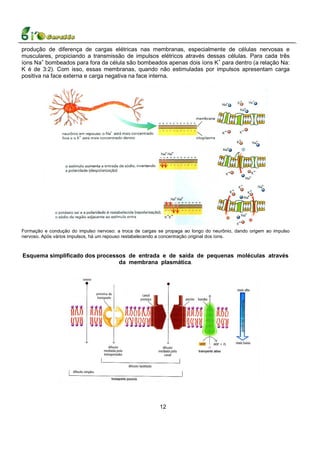 produção de diferença de cargas elétricas nas membranas, especialmente de células nervosas e
musculares, propiciando a transmissão de impulsos elétricos através dessas células. Para cada três
íons Na+ bombeados para fora da célula são bombeados apenas dois íons K+ para dentro (a relação Na:
K é de 3:2). Com isso, essas membranas, quando não estimuladas por impulsos apresentam carga
positiva na face externa e carga negativa na face interna.




Formação e condução do impulso nervoso: a troca de cargas se propaga ao longo do neurônio, dando origem ao impulso
nervoso. Após vários impulsos, há um repouso restabelecendo a concentração original dos íons.



Esquema simplificado dos processos de entrada e de saída de pequenas moléculas através
                                da membrana plasmática.




                                                          12
 