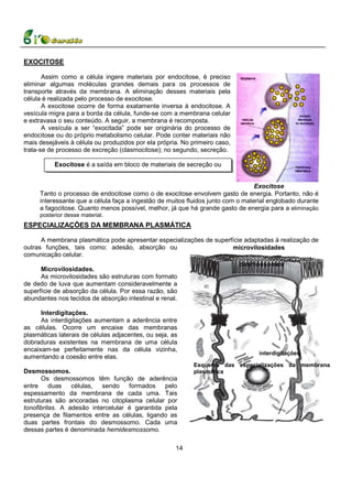 EXOCITOSE

       Assim como a célula ingere materiais por endocitose, é preciso
eliminar algumas moléculas grandes demais para os processos de
transporte através da membrana. A eliminação desses materiais pela
célula é realizada pelo processo de exocitose.
       A exocitose ocorre de forma exatamente inversa à endocitose. A
vesícula migra para a borda da célula, funde-se com a membrana celular
e extravasa o seu conteúdo. A seguir, a membrana é recomposta.
       A vesícula a ser “exocitada” pode ser originária do processo de
endocitose ou do próprio metabolismo celular. Pode conter materiais não
mais desejáveis à célula ou produzidos por ela própria. No primeiro caso,
trata-se de processo de excreção (clasmocitose); no segundo, secreção.

           Exocitose é a saída em bloco de materiais de secreção ou
                                  excreção.

                                                                                 Exocitose
     Tanto o processo de endocitose como o de exocitose envolvem gasto de energia. Portanto, não é
     interessante que a célula faça a ingestão de muitos fluidos junto com o material englobado durante
     a fagocitose. Quanto menos possível, melhor, já que há grande gasto de energia para a eliminação
     posterior desse material.
ESPECIALIZAÇÕES DA MEMBRANA PLASMÁTICA

      A membrana plasmática pode apresentar especializações de superfície adaptadas à realização de
outras funções, tais como: adesão, absorção ou                       microvilosidades
comunicação celular.
                                                                            desmossomos
      Microvilosidades.
      As microvilosidades são estruturas com formato
de dedo de luva que aumentam consideravelmente a
superfície de absorção da célula. Por essa razão, são
abundantes nos tecidos de absorção intestinal e renal.

      Interdigitações.
      As interdigitações aumentam a aderência entre
as células. Ocorre um encaixe das membranas
plasmáticas laterais de células adjacentes, ou seja, as
dobraduras existentes na membrana de uma célula
encaixam-se perfeitamente nas da célula vizinha,
                                                                                  interdigitações
aumentando a coesão entre elas.
                                                            Esquema das especializações da membrana
Desmossomos.                                                plasmática
      Os desmossomos têm função de aderência
entre     duas   células, sendo     formados pelo
espessamento da membrana de cada uma. Tais
estruturas são ancoradas no citoplasma celular por
tonofibrilas. A adesão intercelular é garantida pela
presença de filamentos entre as células, ligando as
duas partes frontais do desmossomo. Cada uma
dessas partes é denominada hemidesmossomo.

                                                      14
 